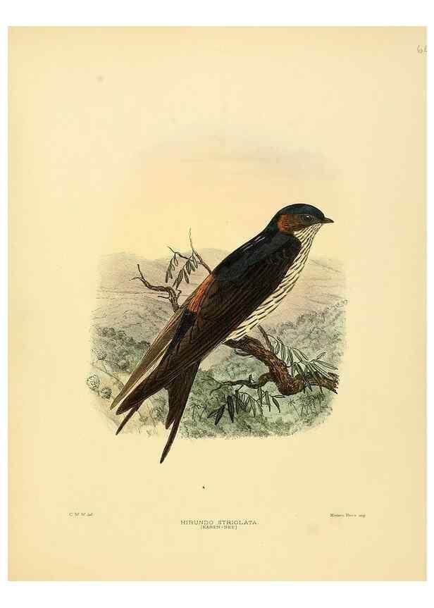 Reproducción/Reproduction 49522636671: A monograph of the Hirundinidae or family of swallows. London :Henry Sotheran & Co.,1885-1894.. 