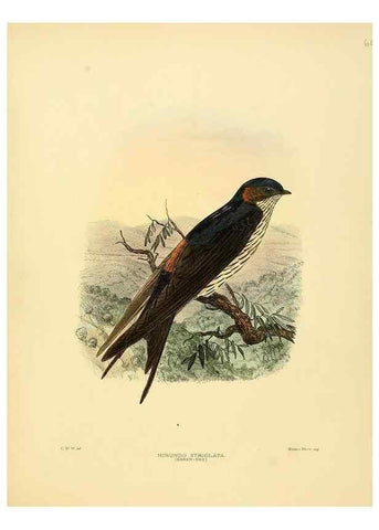 Reproducción/Reproduction 49522636671: A monograph of the Hirundinidae or family of swallows. London :Henry Sotheran & Co.,1885-1894.. 