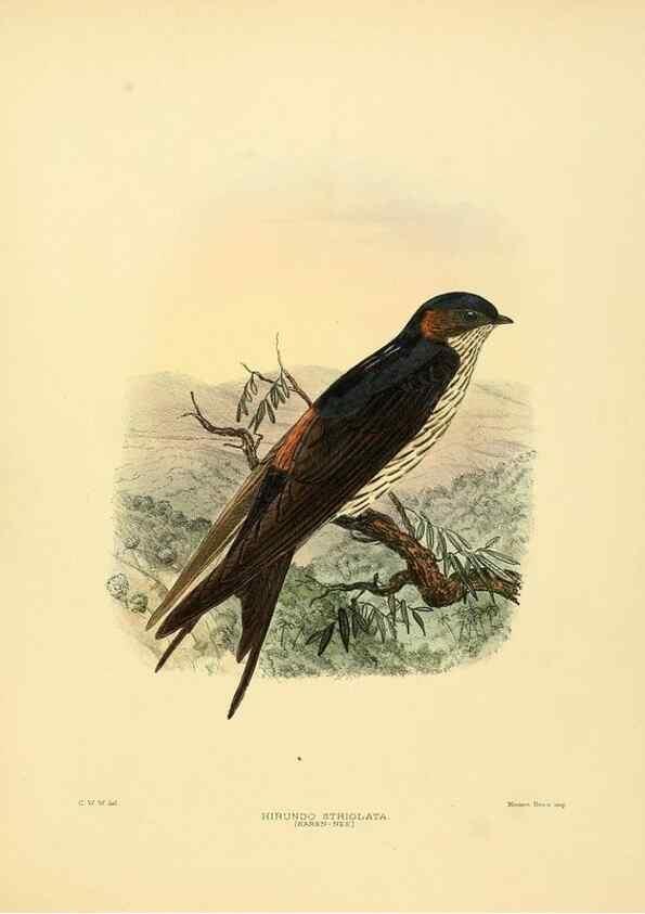 Reproducción/Reproduction 49522636671: A monograph of the Hirundinidae or family of swallows. London :Henry Sotheran & Co.,1885-1894.. 
