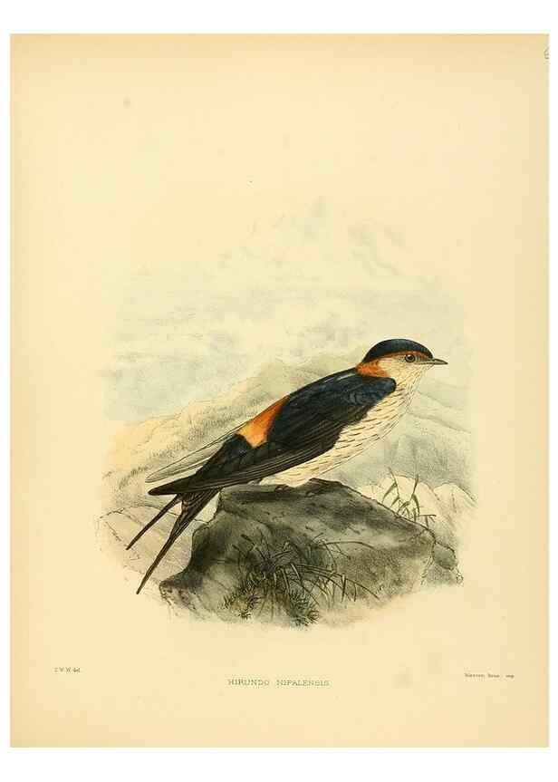 Reproducción/Reproduction 49522116653: A monograph of the Hirundinidae or family of swallows. London :Henry Sotheran & Co.,1885-1894.. 