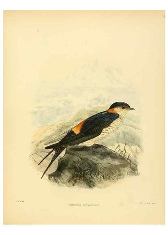 Reproducción/Reproduction 49522116653: A monograph of the Hirundinidae or family of swallows. London :Henry Sotheran & Co.,1885-1894.. 