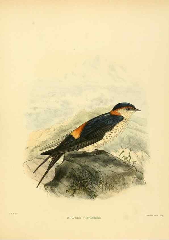 Reproducción/Reproduction 49522116653: A monograph of the Hirundinidae or family of swallows. London :Henry Sotheran & Co.,1885-1894.. 
