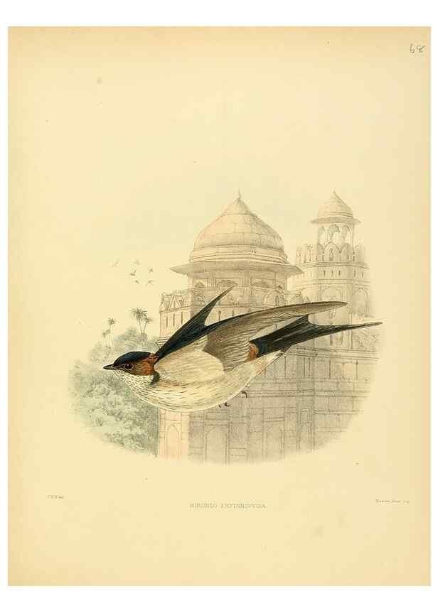 Reproducción/Reproduction 49522637116: A monograph of the Hirundinidae or family of swallows. London :Henry Sotheran & Co.,1885-1894.. 
