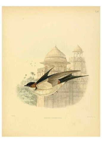 Reproducción/Reproduction 49522637116: A monograph of the Hirundinidae or family of swallows. London :Henry Sotheran & Co.,1885-1894.. 