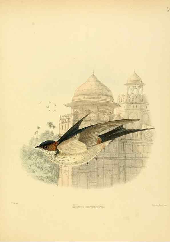 Reproducción/Reproduction 49522637116: A monograph of the Hirundinidae or family of swallows. London :Henry Sotheran & Co.,1885-1894.. 