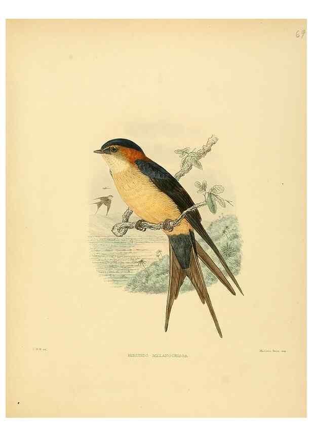 Reproducción/Reproduction 49522637346: A monograph of the Hirundinidae or family of swallows. London :Henry Sotheran & Co.,1885-1894.. 