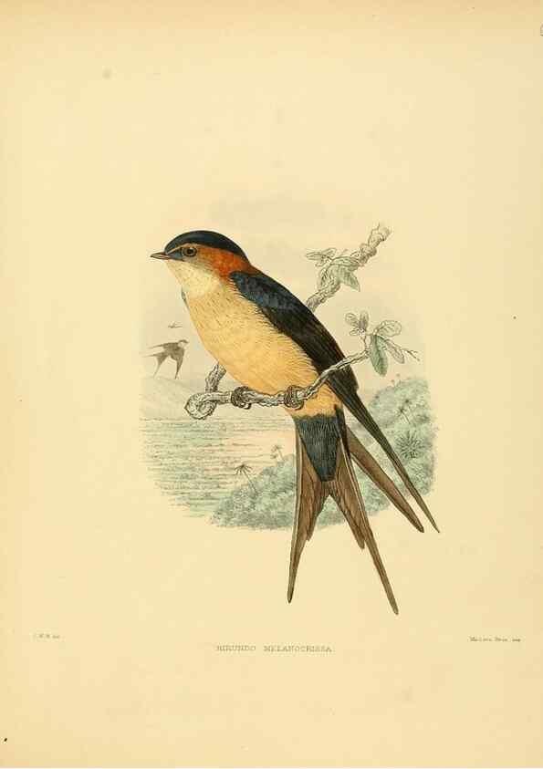 Reproducción/Reproduction 49522637346: A monograph of the Hirundinidae or family of swallows. London :Henry Sotheran & Co.,1885-1894.. 