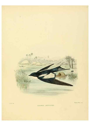 Reproducción/Reproduction 49522851037: A monograph of the Hirundinidae or family of swallows. London :Henry Sotheran & Co.,1885-1894.. 