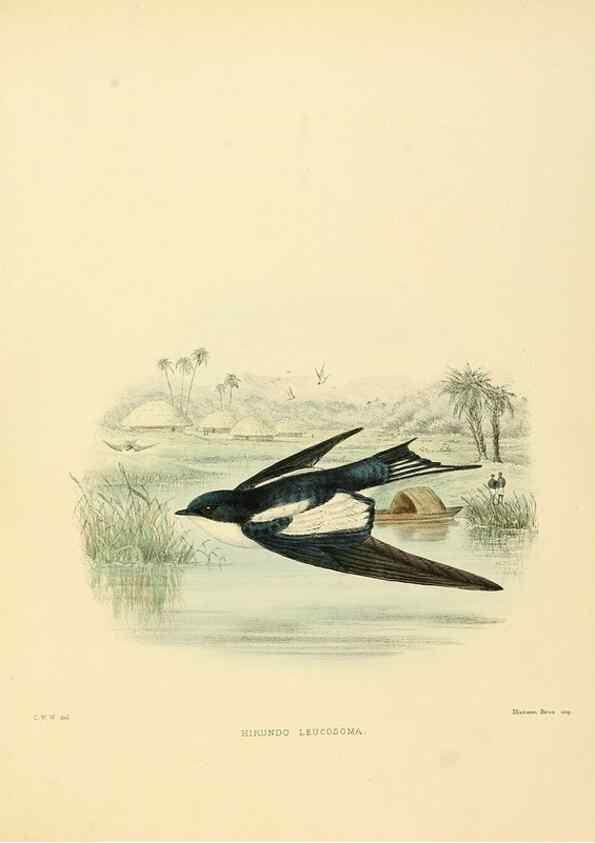 Reproducción/Reproduction 49522851037: A monograph of the Hirundinidae or family of swallows. London :Henry Sotheran & Co.,1885-1894.. 