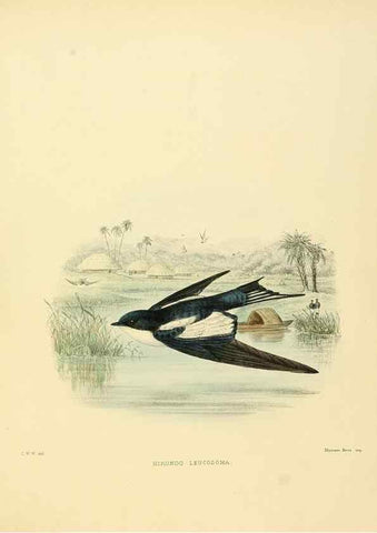 Reproducción/Reproduction 49522851037: A monograph of the Hirundinidae or family of swallows. London :Henry Sotheran & Co.,1885-1894.. 