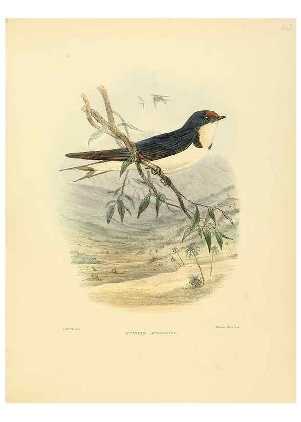 Reproducción/Reproduction 49522113558: A monograph of the Hirundinidae or family of swallows. London :Henry Sotheran & Co.,1885-1894.. 