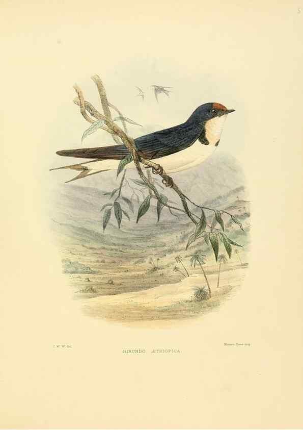 Reproducción/Reproduction 49522113558: A monograph of the Hirundinidae or family of swallows. London :Henry Sotheran & Co.,1885-1894.. 