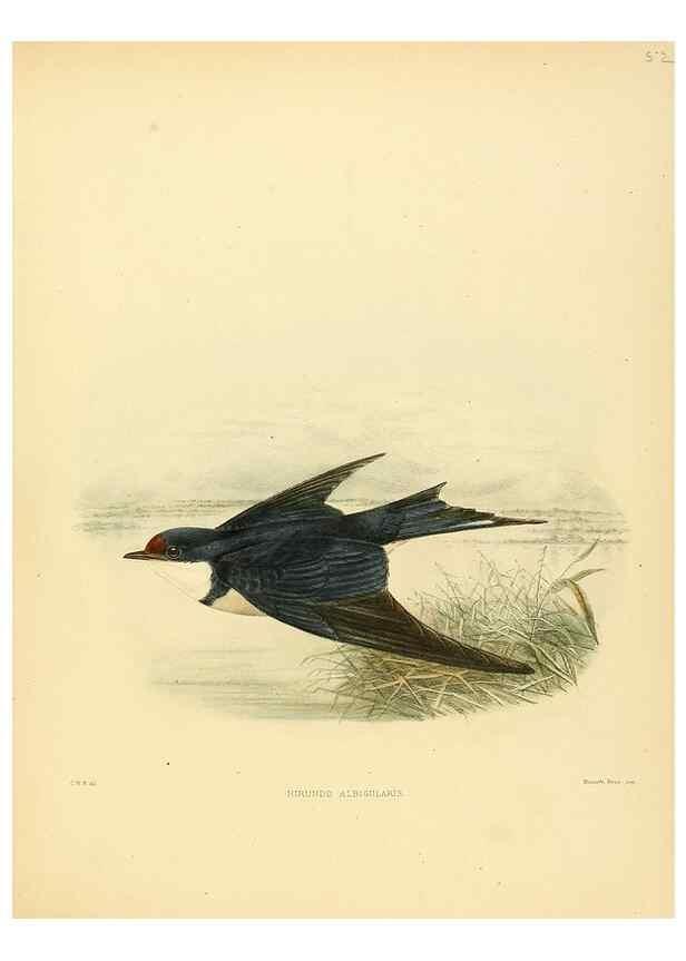 Reproducción/Reproduction 49522113303: A monograph of the Hirundinidae or family of swallows. London :Henry Sotheran & Co.,1885-1894.. 