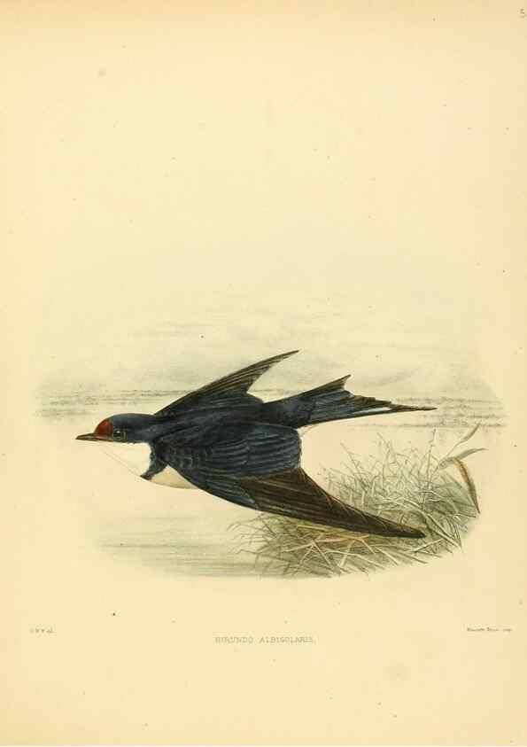 Reproducción/Reproduction 49522113303: A monograph of the Hirundinidae or family of swallows. London :Henry Sotheran & Co.,1885-1894.. 
