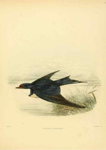 Reproducción/Reproduction 49522113303: A monograph of the Hirundinidae or family of swallows. London :Henry Sotheran & Co.,1885-1894.. 