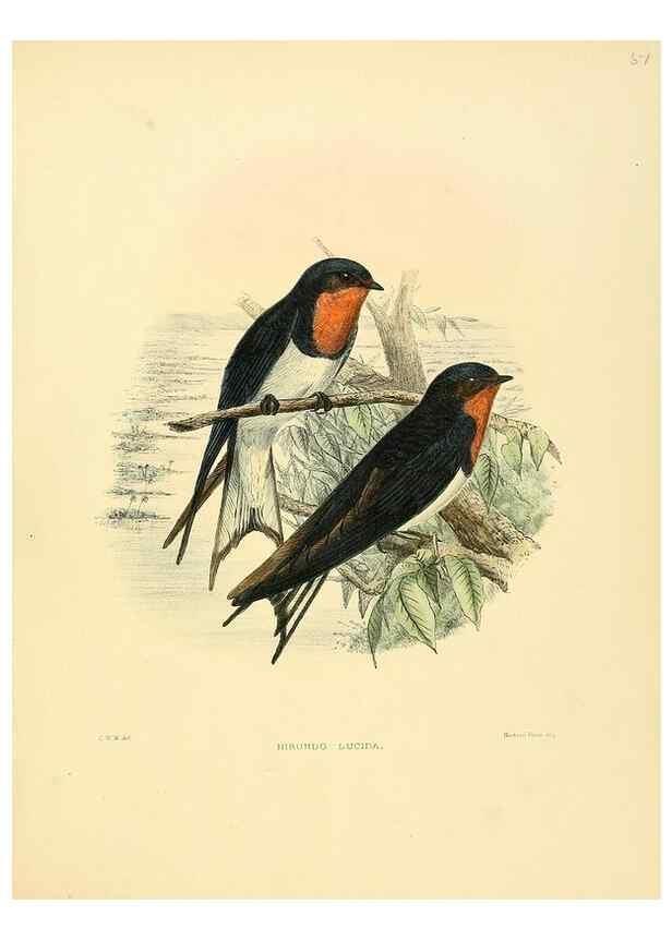 Reproducción/Reproduction 49522850292: A monograph of the Hirundinidae or family of swallows. London :Henry Sotheran & Co.,1885-1894.. 