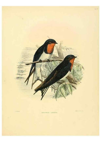 Reproducción/Reproduction 49522850292: A monograph of the Hirundinidae or family of swallows. London :Henry Sotheran & Co.,1885-1894.. 
