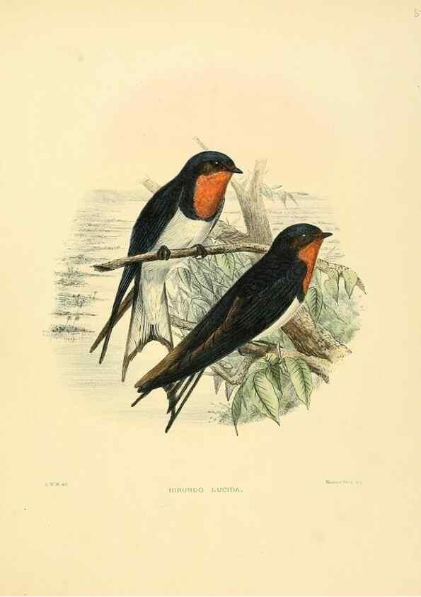 Reproducción/Reproduction 49522850292: A monograph of the Hirundinidae or family of swallows. London :Henry Sotheran & Co.,1885-1894.. 