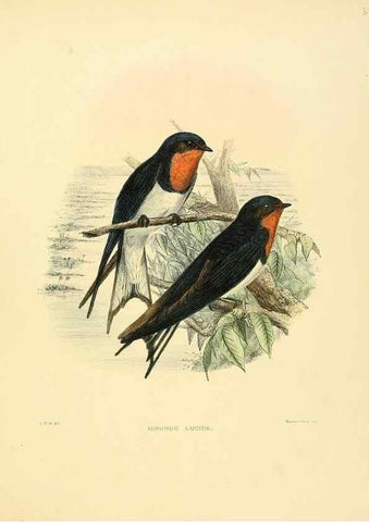 Reproducción/Reproduction 49522850292: A monograph of the Hirundinidae or family of swallows. London :Henry Sotheran & Co.,1885-1894.. 