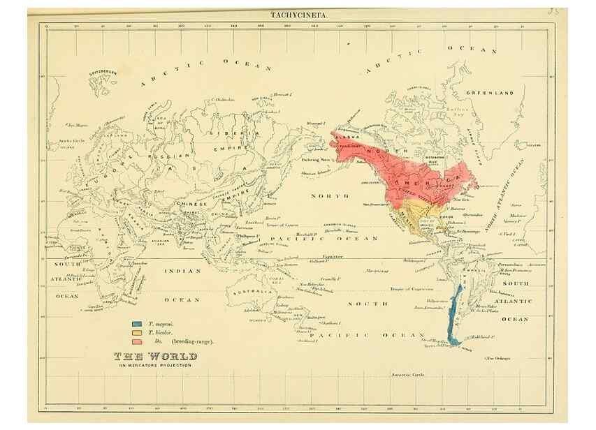 Reproducción/Reproduction 49522846627: A monograph of the Hirundinidae or family of swallows. London :Henry Sotheran & Co.,1885-1894.. 