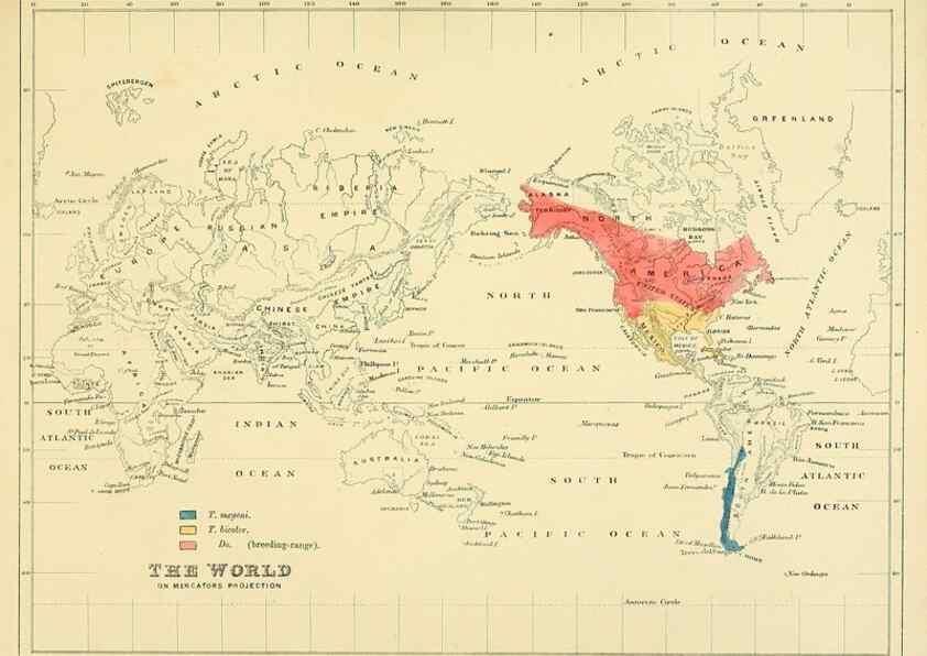 Reproducción/Reproduction 49522846627: A monograph of the Hirundinidae or family of swallows. London :Henry Sotheran & Co.,1885-1894.. 