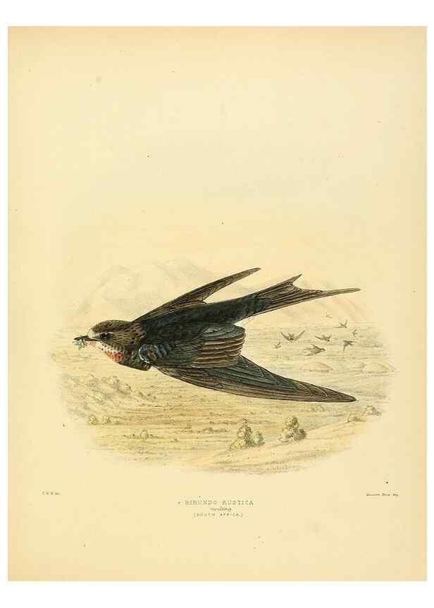 Reproducción/Reproduction 49522109648: A monograph of the Hirundinidae or family of swallows. London :Henry Sotheran & Co.,1885-1894.. 