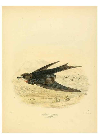 Reproducción/Reproduction 49522109648: A monograph of the Hirundinidae or family of swallows. London :Henry Sotheran & Co.,1885-1894.. 
