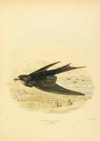 Reproducción/Reproduction 49522109648: A monograph of the Hirundinidae or family of swallows. London :Henry Sotheran & Co.,1885-1894.. 
