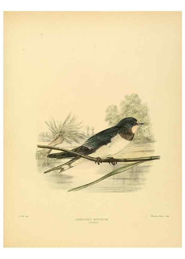 Reproducción/Reproduction 49522847117: A monograph of the Hirundinidae or family of swallows. London :Henry Sotheran & Co.,1885-1894.. 