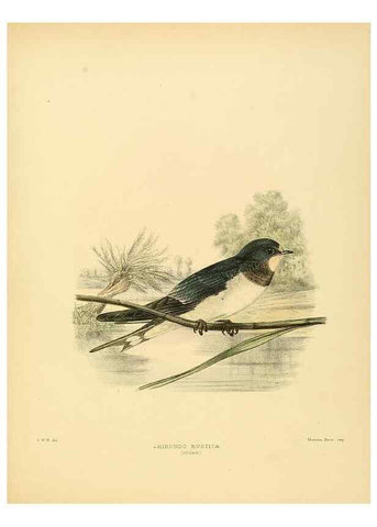 Reproducción/Reproduction 49522847117: A monograph of the Hirundinidae or family of swallows. London :Henry Sotheran & Co.,1885-1894.. 