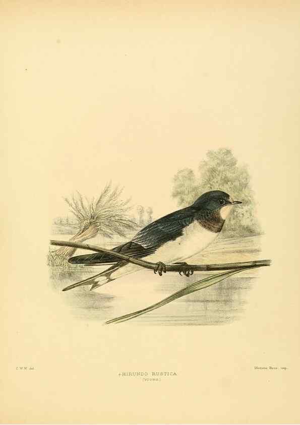 Reproducción/Reproduction 49522847117: A monograph of the Hirundinidae or family of swallows. London :Henry Sotheran & Co.,1885-1894.. 