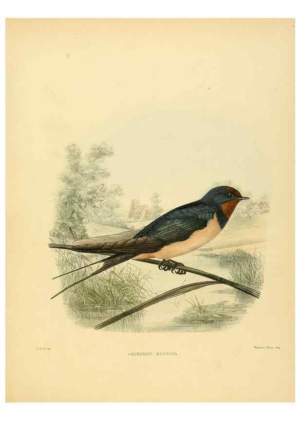 Reproducción/Reproduction 49522847347: A monograph of the Hirundinidae or family of swallows. London :Henry Sotheran & Co.,1885-1894.. 