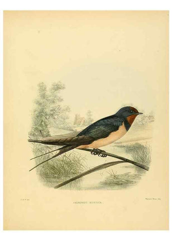 Reproducción/Reproduction 49522847347: A monograph of the Hirundinidae or family of swallows. London :Henry Sotheran & Co.,1885-1894.. 