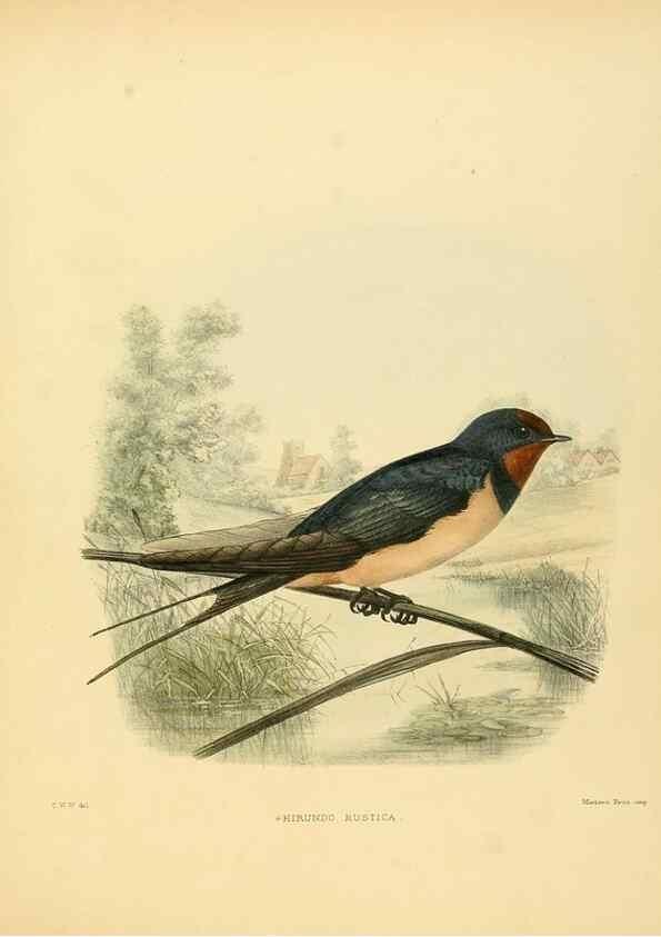 Reproducción/Reproduction 49522847347: A monograph of the Hirundinidae or family of swallows. London :Henry Sotheran & Co.,1885-1894.. 