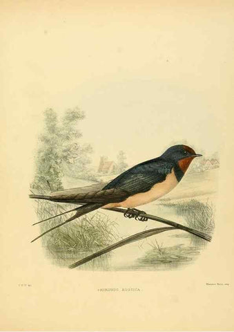 Reproducción/Reproduction 49522847347: A monograph of the Hirundinidae or family of swallows. London :Henry Sotheran & Co.,1885-1894.. 