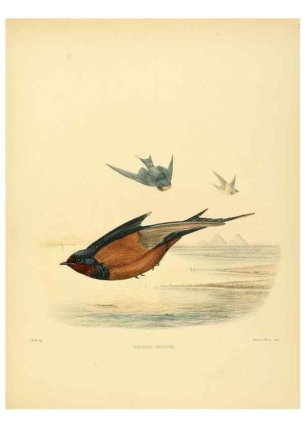 Reproducción/Reproduction 49522630481: A monograph of the Hirundinidae or family of swallows. London :Henry Sotheran & Co.,1885-1894.. 