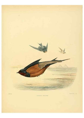 Reproducción/Reproduction 49522630481: A monograph of the Hirundinidae or family of swallows. London :Henry Sotheran & Co.,1885-1894.. 