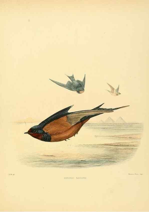 Reproducción/Reproduction 49522630481: A monograph of the Hirundinidae or family of swallows. London :Henry Sotheran & Co.,1885-1894.. 
