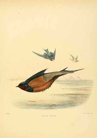 Reproducción/Reproduction 49522630481: A monograph of the Hirundinidae or family of swallows. London :Henry Sotheran & Co.,1885-1894.. 