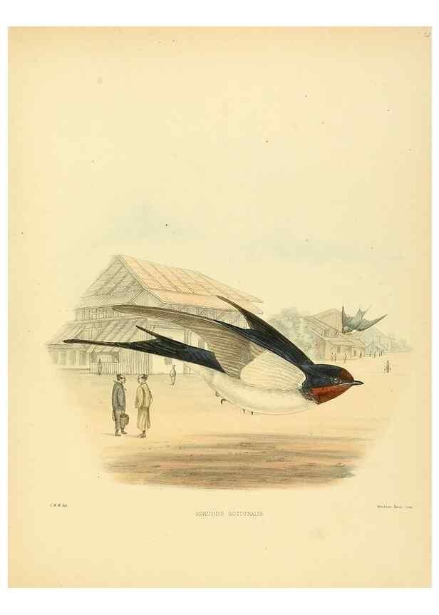 Reproducción/Reproduction 49522847782: A monograph of the Hirundinidae or family of swallows. London :Henry Sotheran & Co.,1885-1894.. 