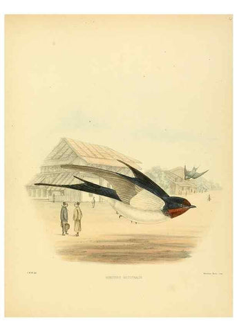 Reproducción/Reproduction 49522847782: A monograph of the Hirundinidae or family of swallows. London :Henry Sotheran & Co.,1885-1894.. 