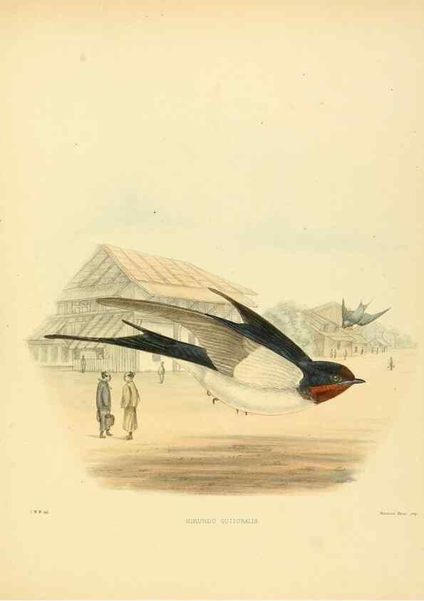 Reproducción/Reproduction 49522847782: A monograph of the Hirundinidae or family of swallows. London :Henry Sotheran & Co.,1885-1894.. 