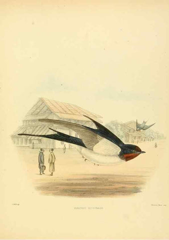 Reproducción/Reproduction 49522847782: A monograph of the Hirundinidae or family of swallows. London :Henry Sotheran & Co.,1885-1894.. 