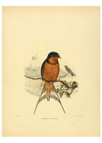 Reproducción/Reproduction 49522630981: A monograph of the Hirundinidae or family of swallows. London :Henry Sotheran & Co.,1885-1894.. 