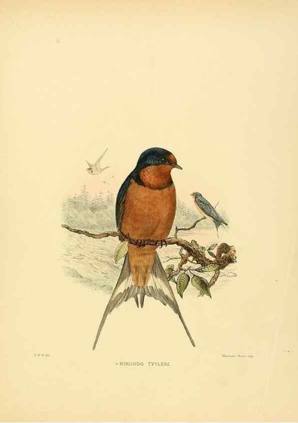 Reproducción/Reproduction 49522630981: A monograph of the Hirundinidae or family of swallows. London :Henry Sotheran & Co.,1885-1894.. 