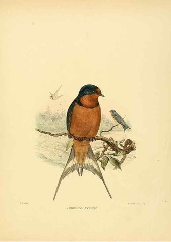 Reproducción/Reproduction 49522630981: A monograph of the Hirundinidae or family of swallows. London :Henry Sotheran & Co.,1885-1894.. 