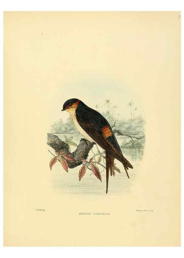 Reproducción/Reproduction 49522855097: A monograph of the Hirundinidae or family of swallows. London :Henry Sotheran & Co.,1885-1894.. 