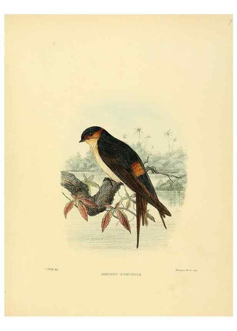 Reproducción/Reproduction 49522855097: A monograph of the Hirundinidae or family of swallows. London :Henry Sotheran & Co.,1885-1894.. 