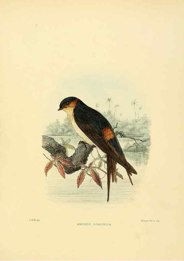 Reproducción/Reproduction 49522855097: A monograph of the Hirundinidae or family of swallows. London :Henry Sotheran & Co.,1885-1894.. 