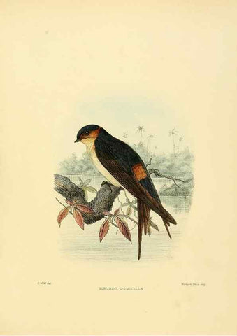 Reproducción/Reproduction 49522855097: A monograph of the Hirundinidae or family of swallows. London :Henry Sotheran & Co.,1885-1894.. 